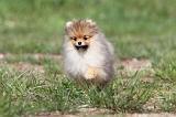 SPITZ ALLEMAND 261